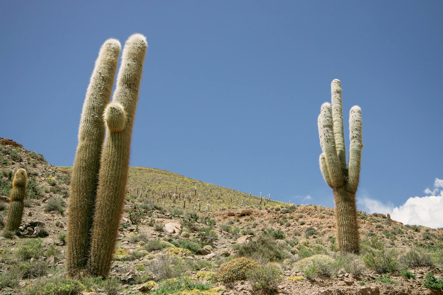 Argentina landscape diversity