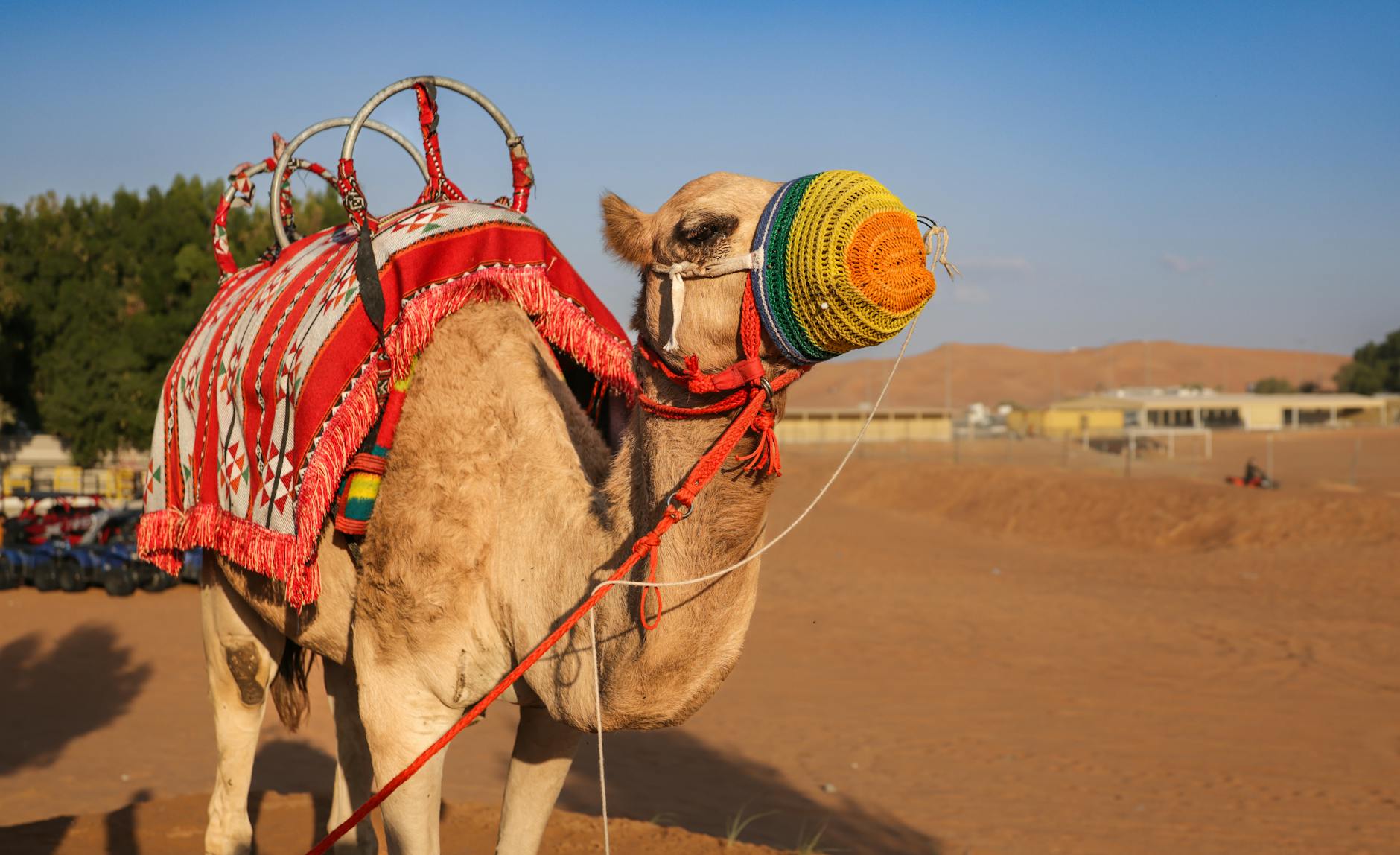 Dubai adventures nature