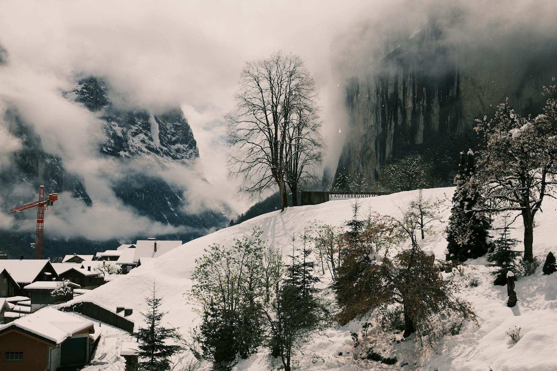 Phobjikha Valley cranes