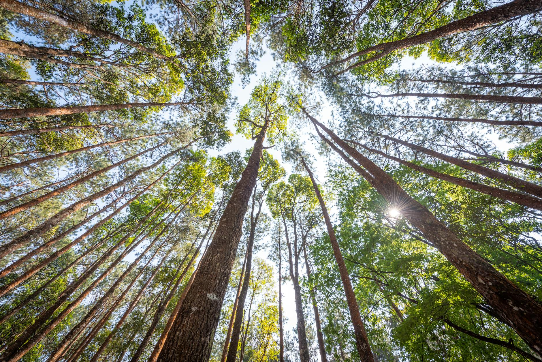 Bangkok green environment