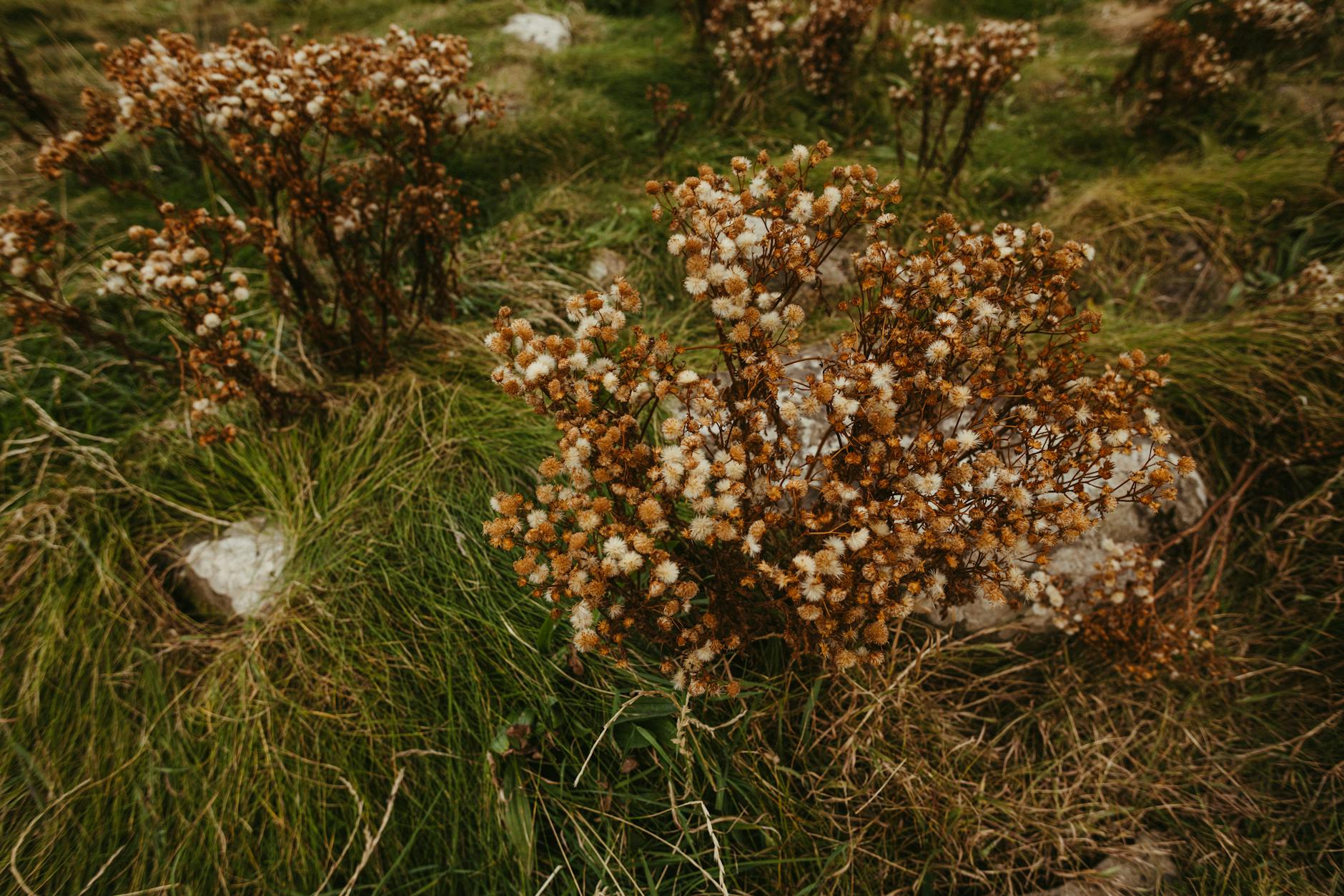 Ireland seasonal beauty