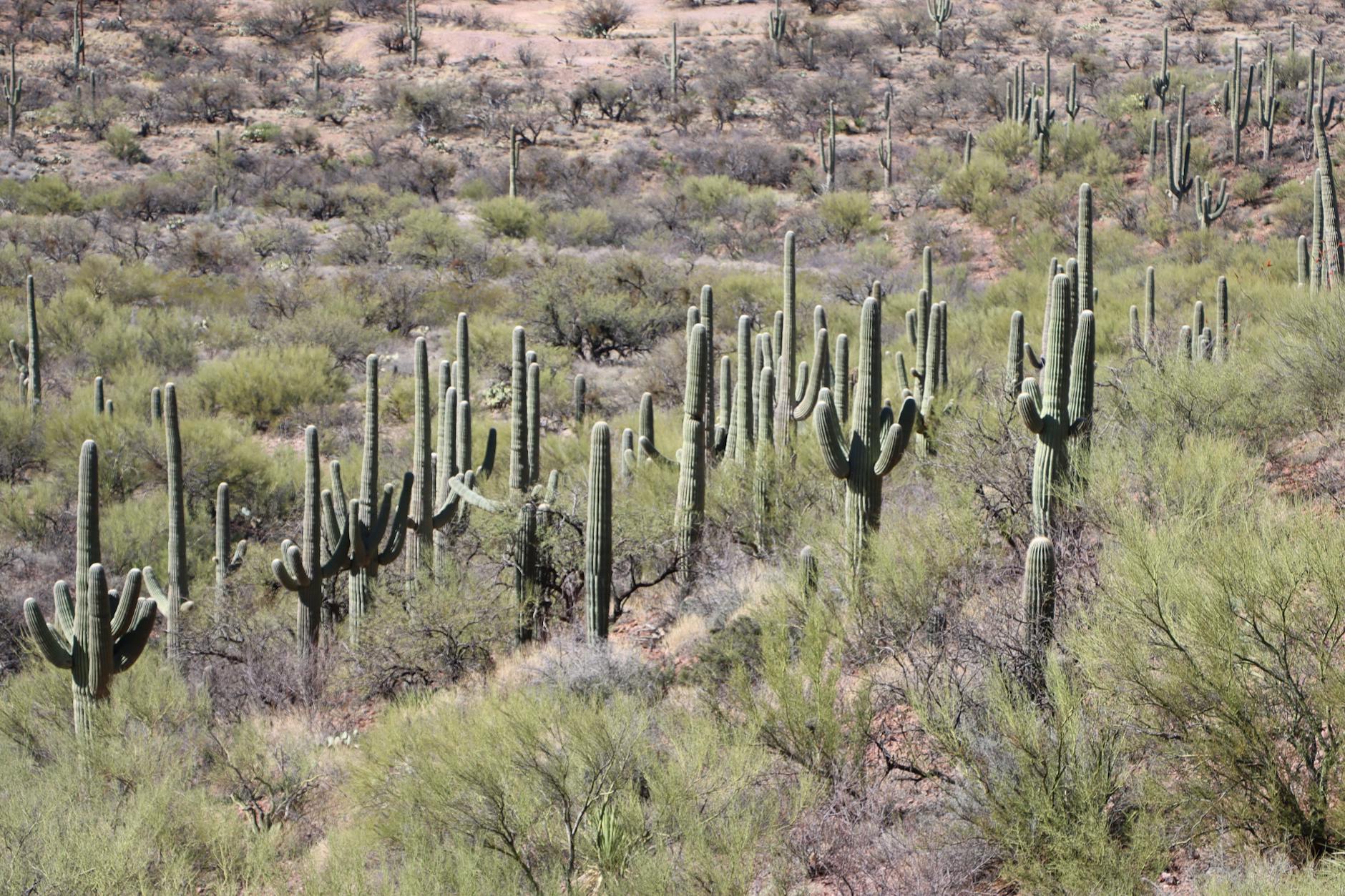 Tucson desert attractions