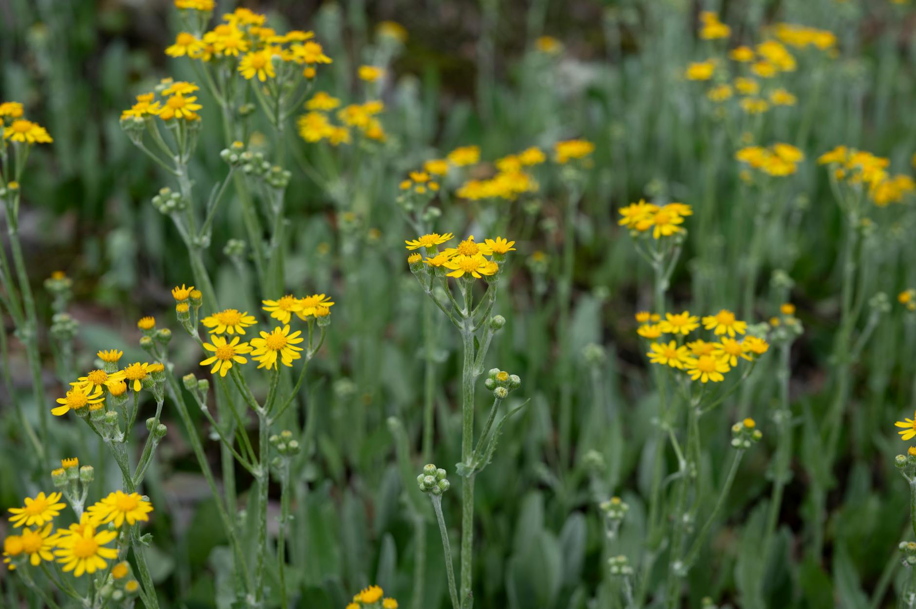 atlanta local culture